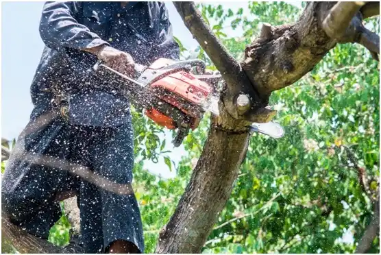 tree services Trout Lake